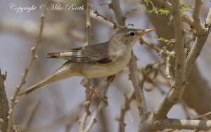 Upcher's Warbler