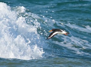 Oystercatcher wave riding