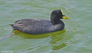 Red-gartered Coot CHILE SER