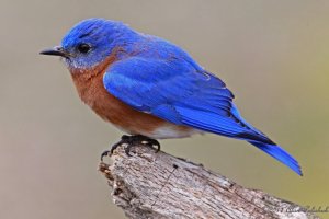 Bluebird__Sialia sialis