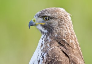 Red-tailed Hawk portrait