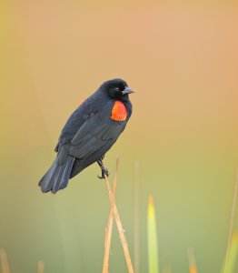 Red-winged Blackbird