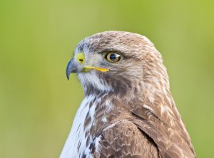 Red-Tailed Hawk Portrait #2