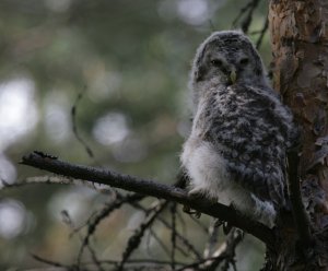 Ural Owl fledling