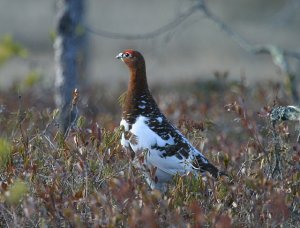 Willow Grouse