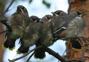 Waxwing chicks