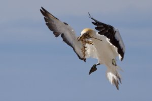 Australasian Gannet  (Takapu)