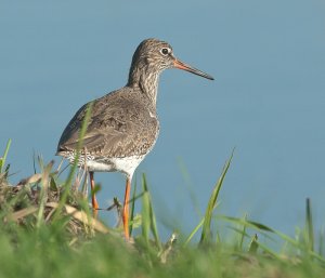 Redshank