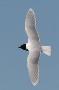 Little Gull