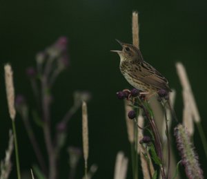 Lanceolated Warbler