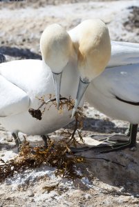 Australasian Gannet  (Takapu)