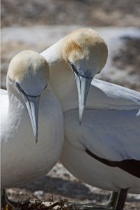 Australasian Gannet  (Takapu)