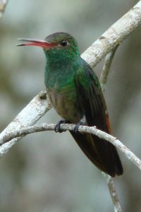 Rufus-tailed Hummingbird