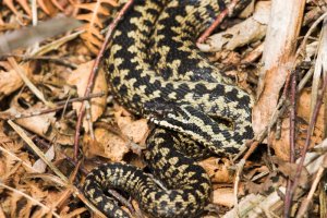 Another Adder