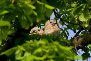 Tawny Owlets