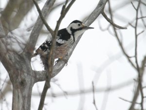 White-backed Woodpecker