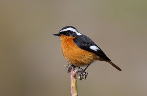 Moussier's Redstart