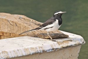 White- browed wagtail