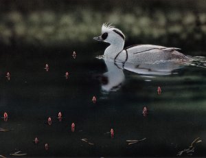 Smew