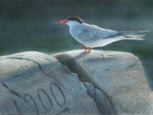 Common Tern on a rock