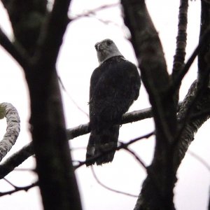 Gray-headed Kite