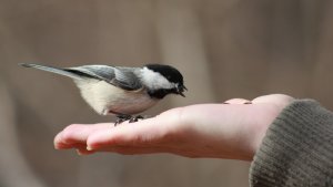 feeding the chikadee's