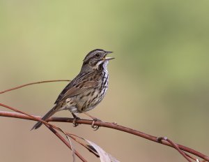 Song Sparrow