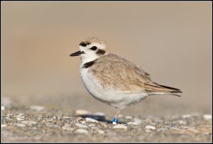 Snowy Plover