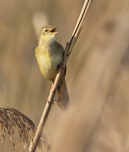 Grasshopper Warbler