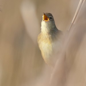 Misty Grasshopper Warbler