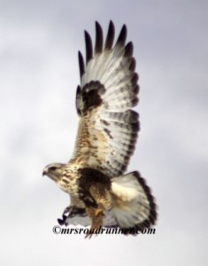 Rough-legged Hawk