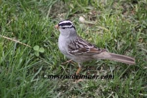 White-crowned Sparrow