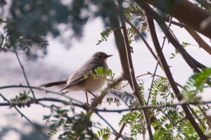 White-throated Robin 1st wt