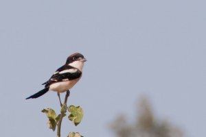 Woodchat Shrike