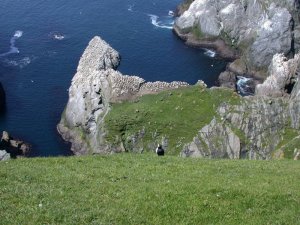 Puffin checking out the Gannets