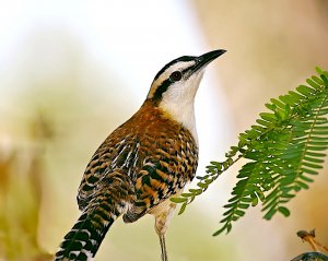 Rufous-naped Wren