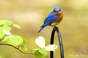 Bluebird__Sialia sialis