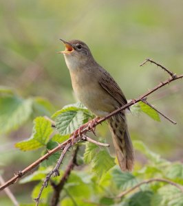 Reeling Grasshopper Warbler