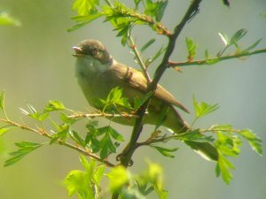 Common Whitethroat