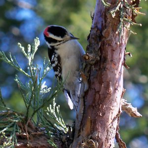 Downy woodpecker