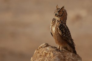 Pharao Eagle Owl