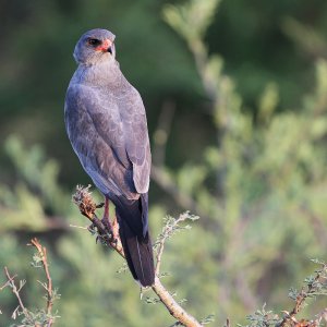 Dark Chanting Goshawk