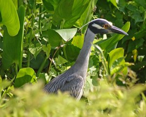 Yellow-crowned Night Heron