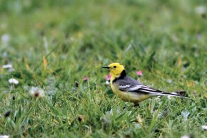 Citrine Wagtail