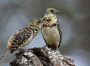 D'Arnauds Barbet