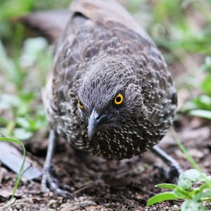 Arrow-Marked Babbler