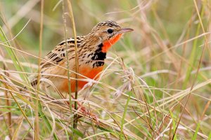 Rosy-Breasted Longclaw