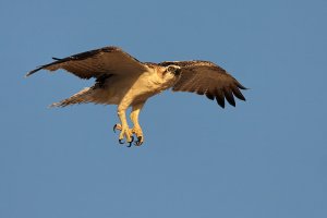 Osprey