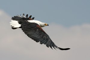 African Fish-Eagle