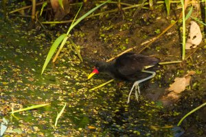 Wattled Jacana